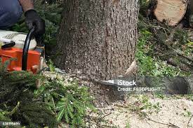 Best Fruit Tree Pruning  in Millington, NJ