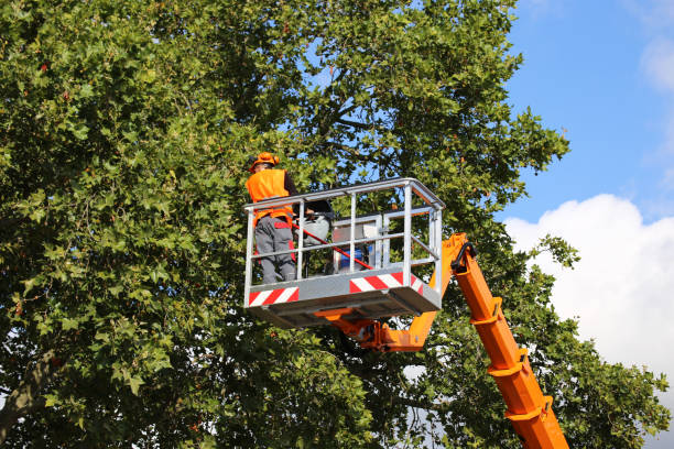 Best Tree Cabling and Bracing  in Millington, NJ